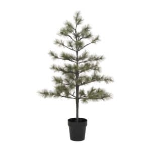 Juletræ, Peuce, Natur