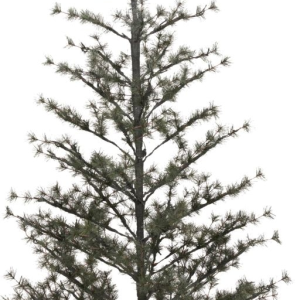 Pin, Juletræ, natur, H220 cm
