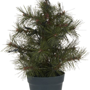 Pinus, Juletræ, mørkegrøn, H30 cm